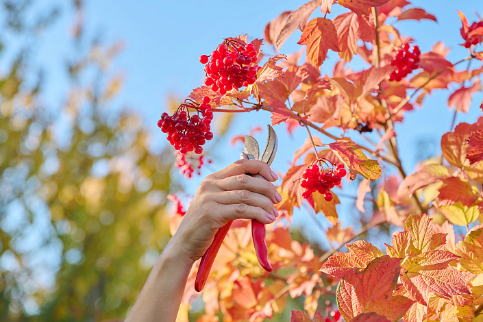 сбор калины фото
