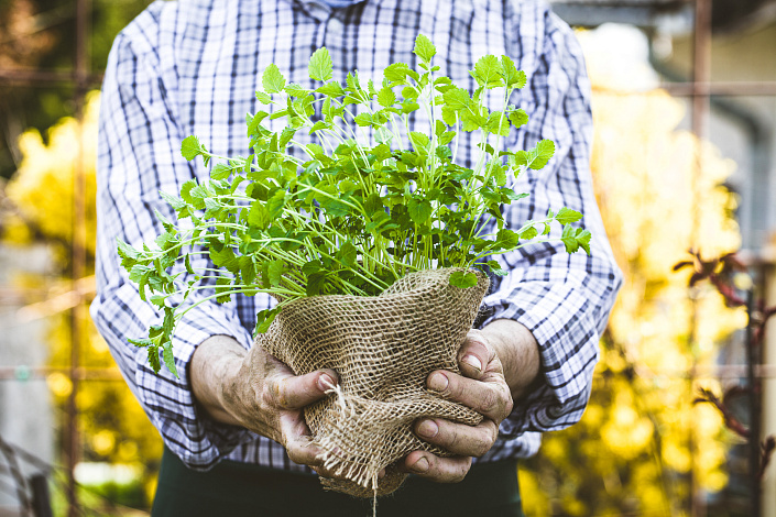 как растет зелень фото