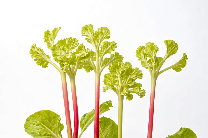 свежие стебли ревеня фото
