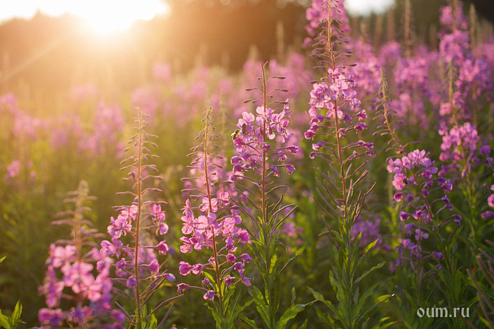 Фото 1 Поляна
