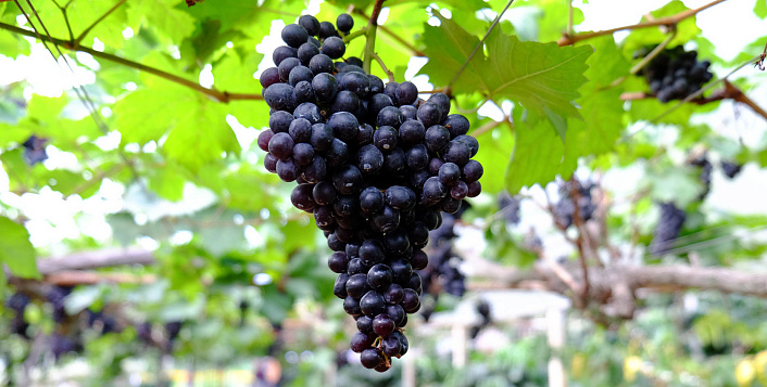 гроздь черного винограда