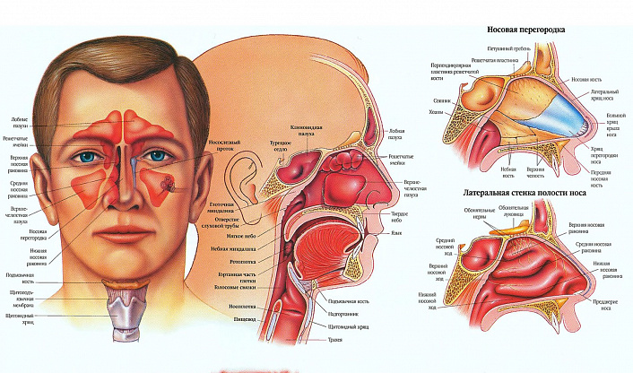 нос, картинка
