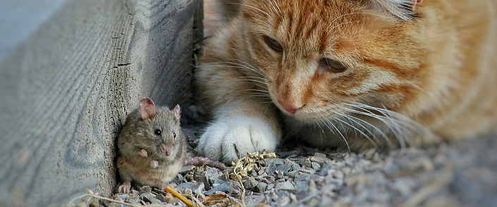 Благородная мышка