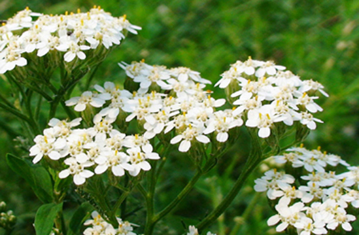 цветы тысячелистника обыкновенного