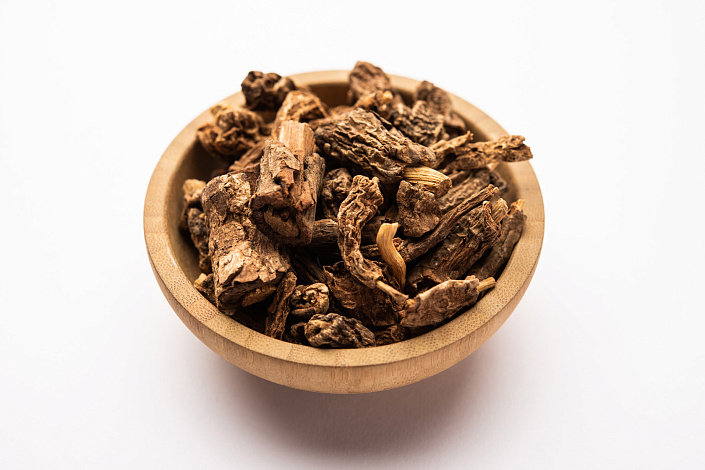 корень ревеня фото