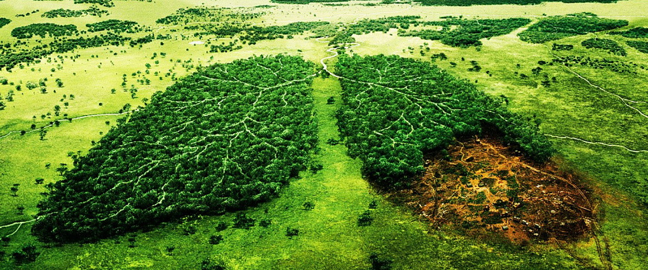 Леса Амазонки теперь уничтожаются на 60 % быстрее