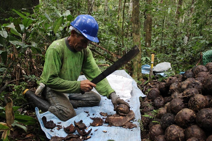 сбор бразильского ореха фото