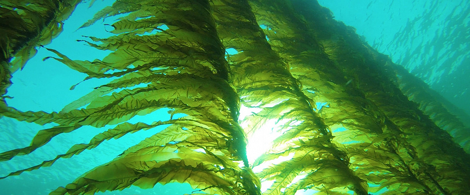 Полезное мясо из морских водорослей — новая разработка учёных