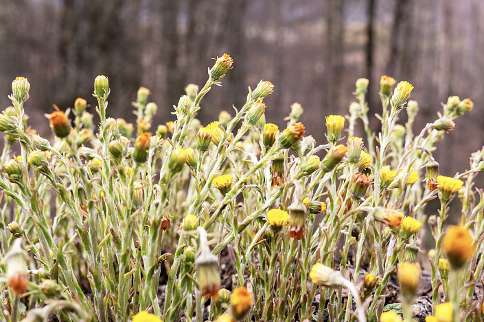 Мать-и-мачеха фото