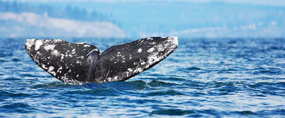 29 китов кашалотов выбросились на берега Северного моря