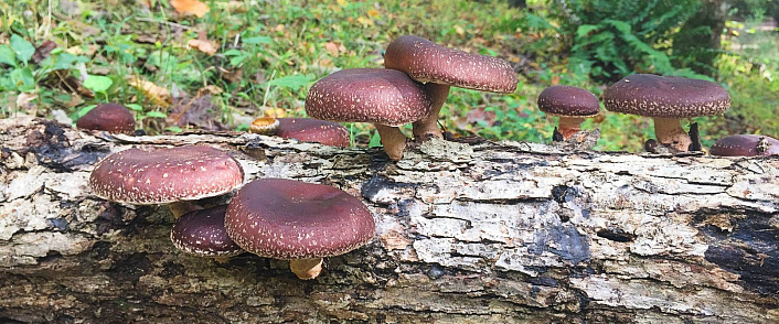 Как выглядят шиитаке