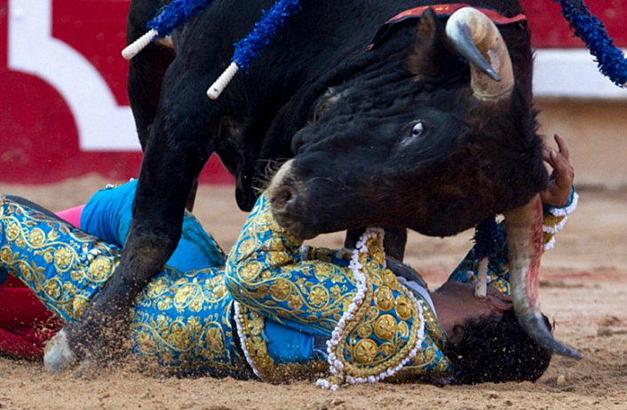 коррида, бык топчет тореадора