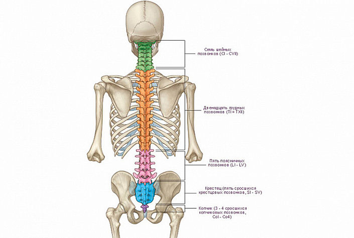 строение позвоночника
