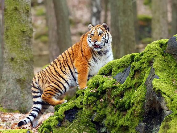 Стрела и камень