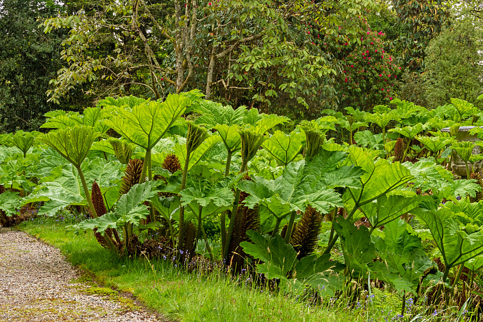 грядка ревеня фото