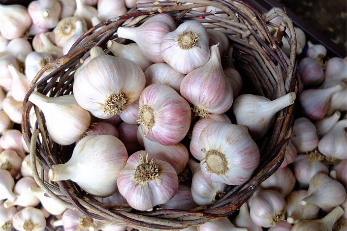 Чеснок: польза или вред фото