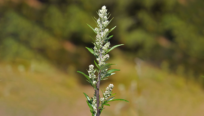 верхушка полыни обыкновенной, artemisia vulgaris