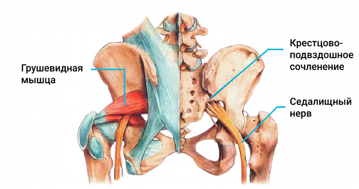 грушевидная мышца