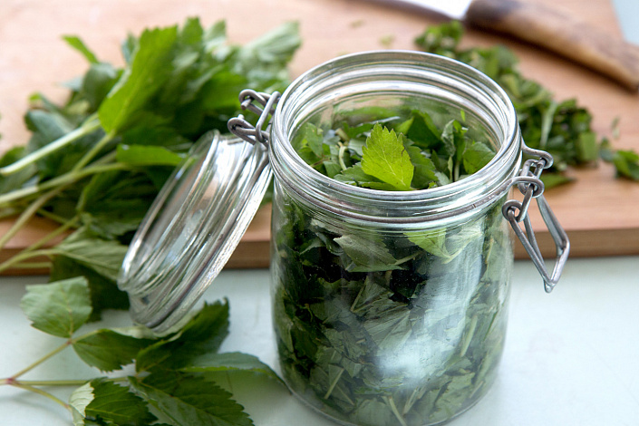 сныть фото полезные свойства и противопоказания