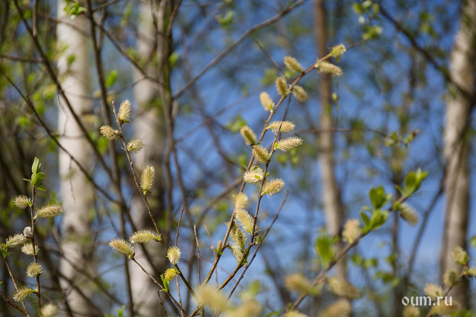 деревья фото