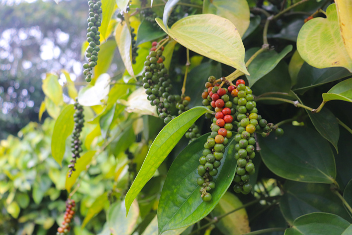 созревание чёрного перца фото