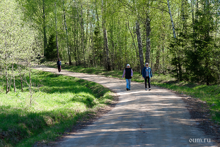 прогулка в лесу