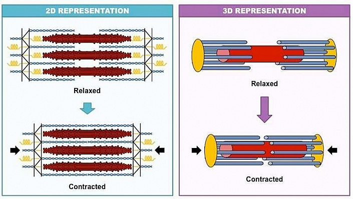 мышечные волокна