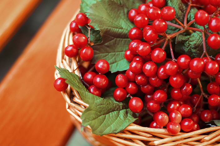 калина красная фото