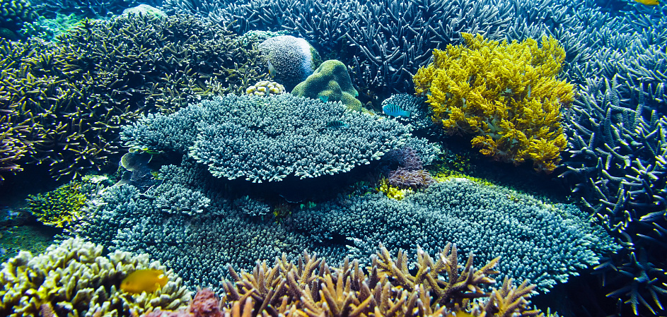 В Красном море вымирают редкие виды кораллов