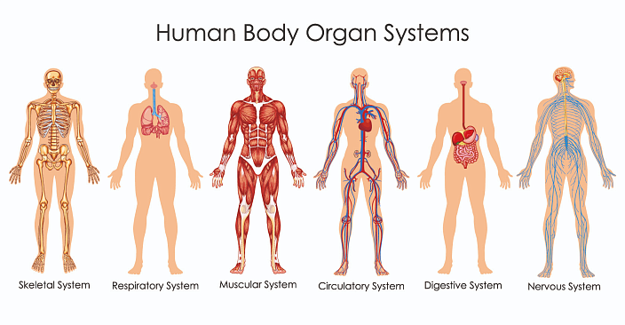 система, внутреннее строение, органы