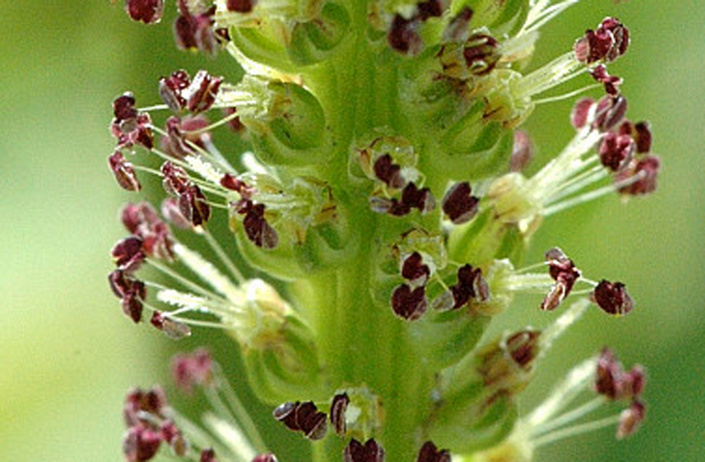 цветок подорожника