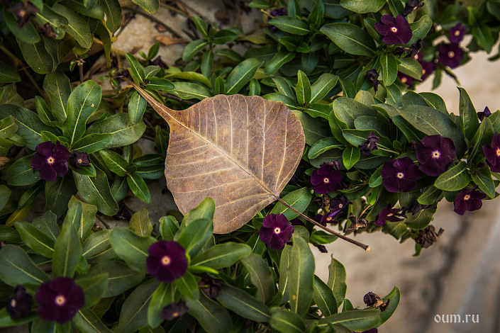 листик, трава
