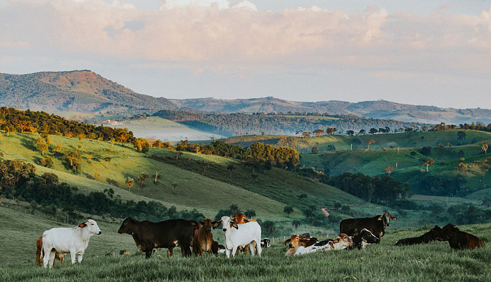 пейзаж с коровами