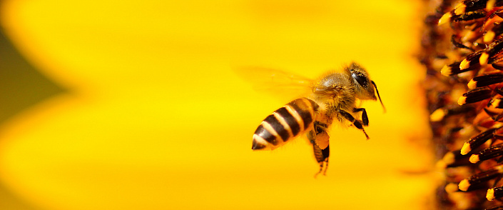 пчела летит к цветку