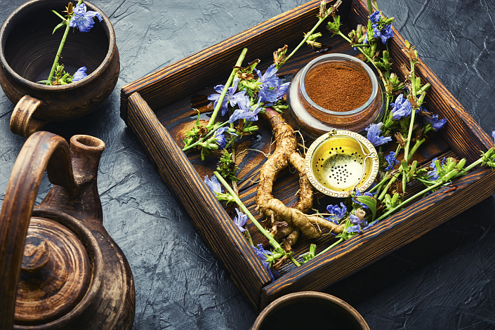 корень цикория фото