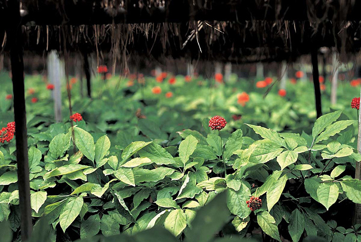 кусты женьшеня обыкновенного фото