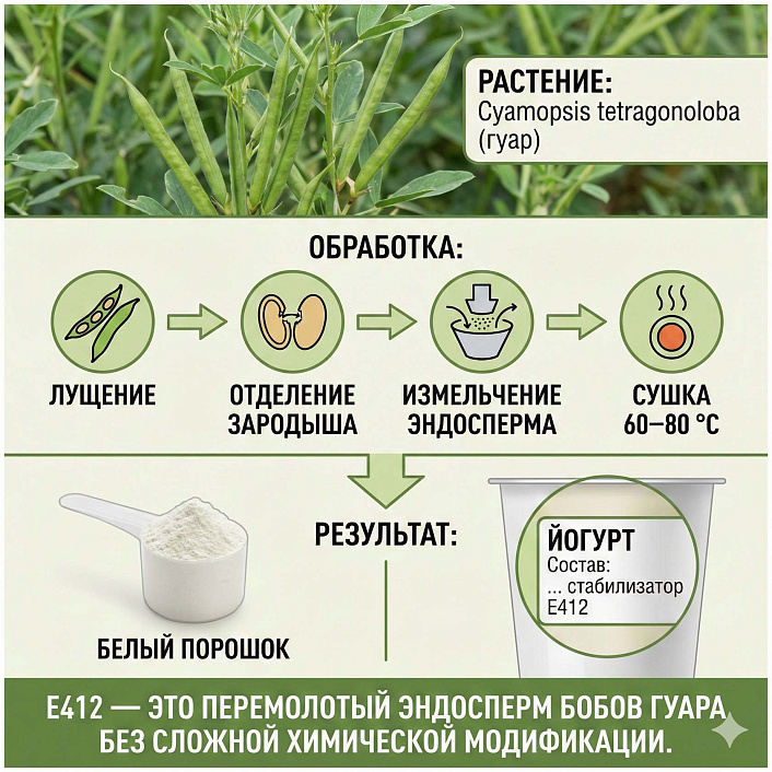 Инфографика процесса получения добавки E412 из растения гуар через лущение и сушку для использования в йогуртах