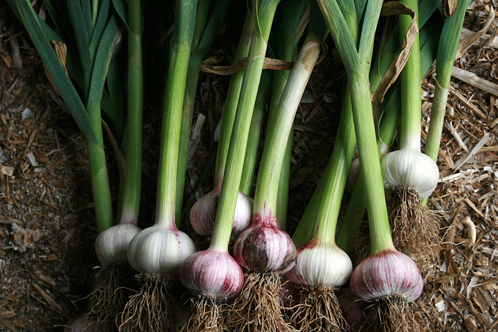 чеснок свежий фото