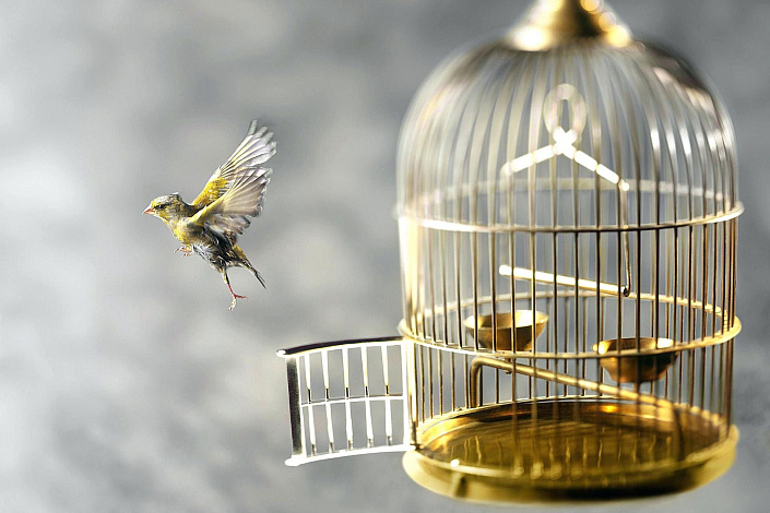 птица вылетела из клетки