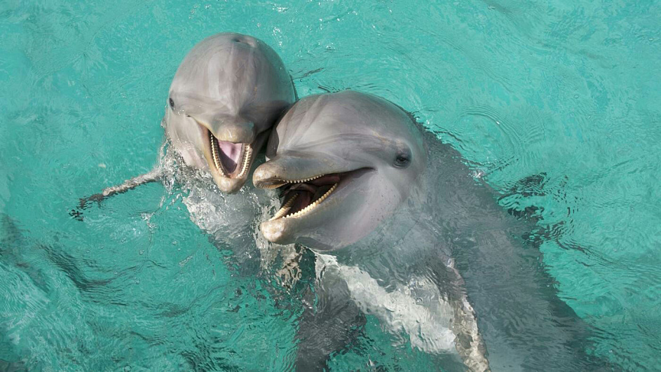 Иран препятствует развитию дельфинариев