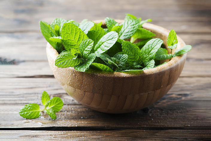 перечная мята фото