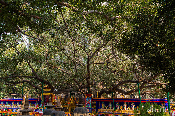 огромное дерево бодхи в бодхгайе