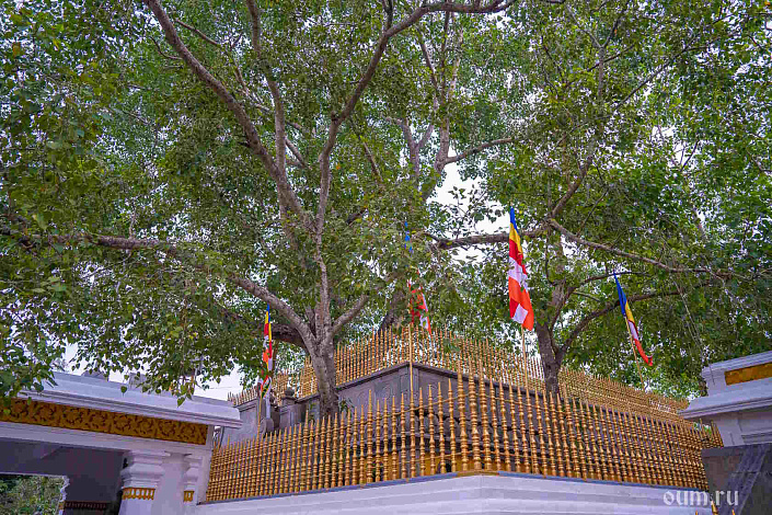 Дерево Бодхи