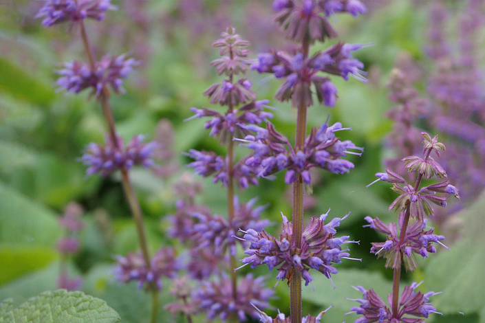 Шалфей мутовчатый фото