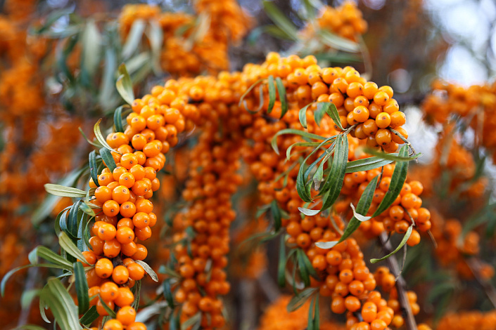 как растёт облепиха фото