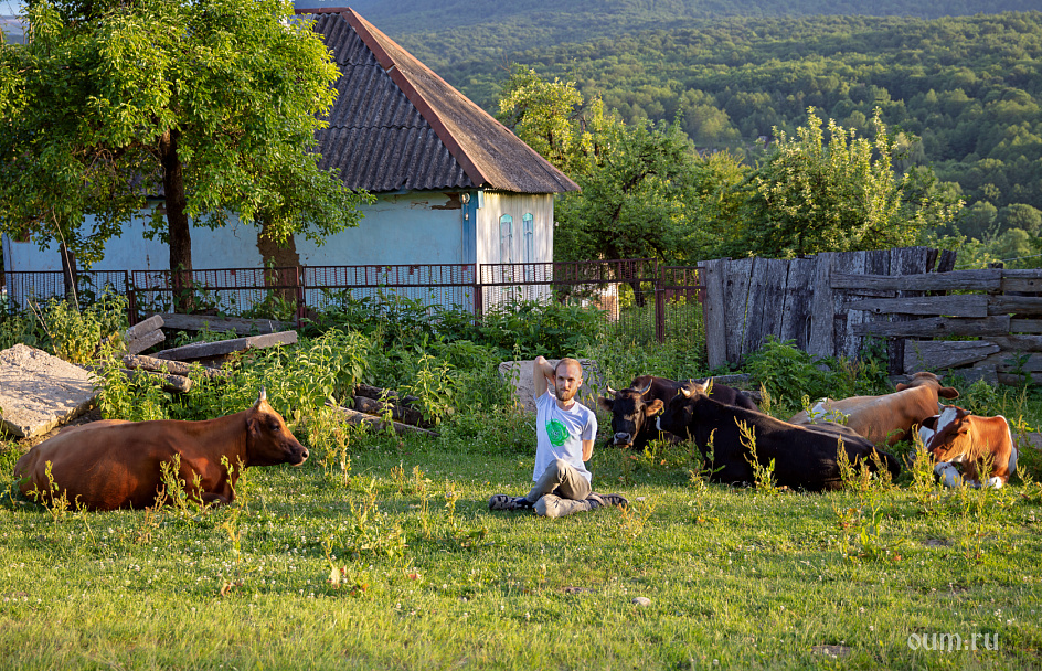 корова, деревня