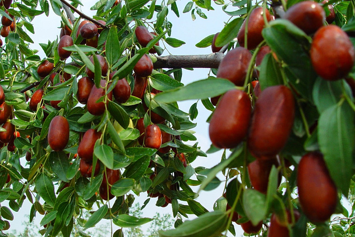 как растет унаби фото