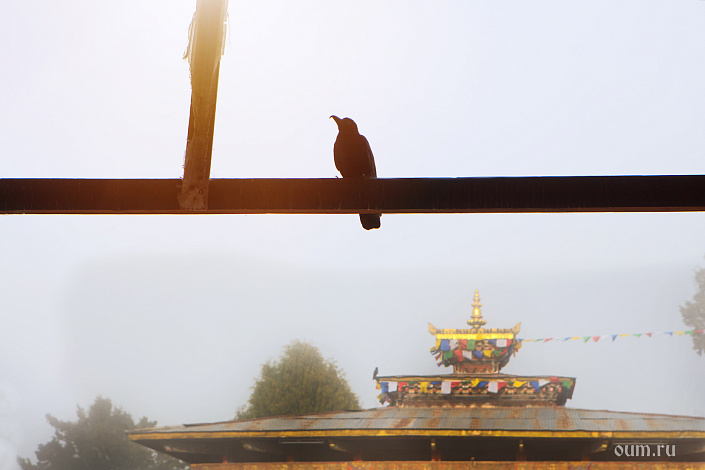 птица сидит на перекладине фото