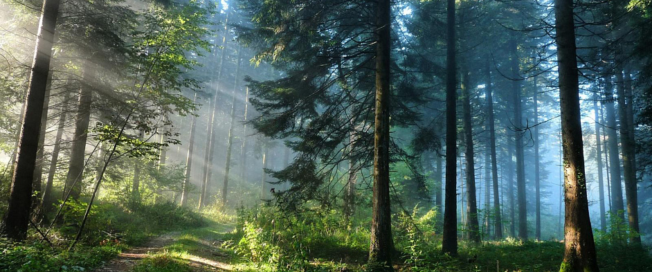 Волонтёры Greenpeace помогут вырастить лес в национальном парке «Угра»