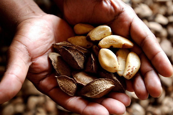 Бразильский орех фото